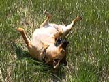 Happy dog.