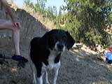 a black and white dog.