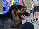 a dog.