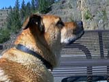 Profile, good day.