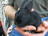 the rabbit go.