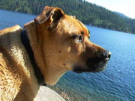 Muttley Dog.