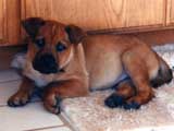 Cute little puppy.