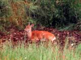 Deer lying down.