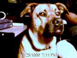 Muttley hang'n around the studio.